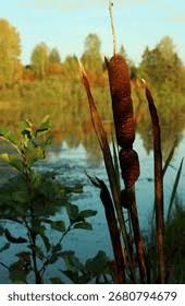 Image result for Typhaceae