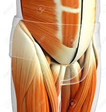 Extending across the anterior surface of the body from the superior border of the pelvis to the inferior border of the ribcage are the muscles of the abdominal. 3d Rendered Illustration Of Male Pelvic Muscles Anatomy Stock Photo Picture And Royalty Free Image Image 45152419