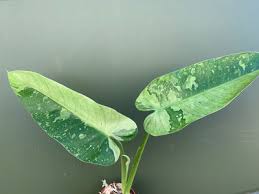 Philodendron Imbe Jose Buono Variegata Kaufen 109 00 Terrarienpflanzen Pflanzen Terrarium
