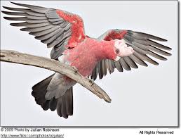 Galah Or Rose Breasted Cockatoos Roseate Beauty Of Birds