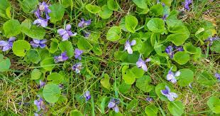 What Are The Weeds With Purple Flowers Called Photos