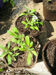 Sweet Alyssum Seedlings Flower Seedlings Plants Seedlings