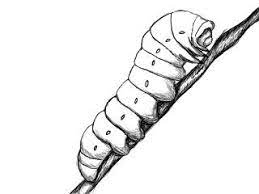 How to draw color on the boot and body. How To Draw A Caterpillar Draw Central Bugs Drawing Caterpillar Tattoo Insect Art