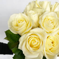 Rose of june #rose #julietrose #avalancherose pic.twitter.com/2oaht2bngy. Rose Avalanche Une Rose Aux Beaux Boutons Blanc Creme