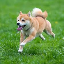 Shiba inu shib price in usd, eur, btc for today and historic market data. Shiba Inu Puppies For Sale Adoptapet Com