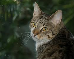 2018 war demnach ganz schlimm, 2019 gab es ein wenig regen, der. Es Regnet Schon Wieder Foto Bild Tiere Haustiere Katzen Bilder Auf Fotocommunity