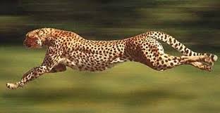 Cheetah World S Fastest Runner Baby Cheetahs Animals Wild Cats