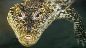 Je to neuvěřitelné, krokodýl již funguje dvacátým rokem. Krokodyl Kubansky Lexikon Zvirat