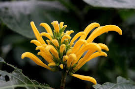 Image result for Justicia aurea