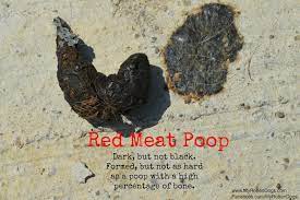 My Rotten Dogs Raw Fed Dog Poop What S Normal