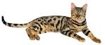 Bengal cat - Wikipedia