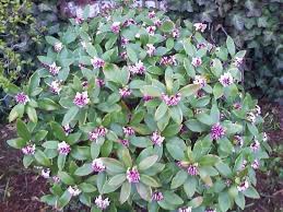 We did not find results for: Flowering Shrub Identification Help Flowers Forums
