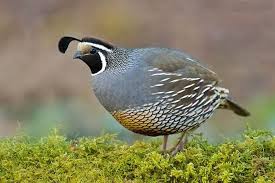 Mavi Bildircin Ile Ilgili Gorsel Sonucu Animals Quail Wildlife Sanctuary