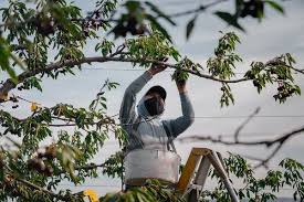 Maybe you would like to learn more about one of these? The Scramble To Pluck 24 Billion Cherries In Eight Weeks The New York Times