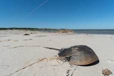 In Search of Horseshoe Crabs