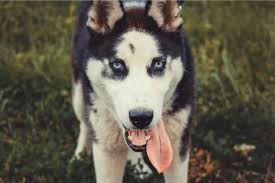 How much does it cost to adopt a husky puppy. How Much Do Siberian Huskies Cost In 20 States Usa Guide My Happy Husky