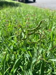 Image result for Desmodium incanum