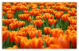 Check spelling or type a new query. Orange Tulips Spring Flowers Wallpaper Fiori D Arancio Fiori Primaverili Fiori Colorati