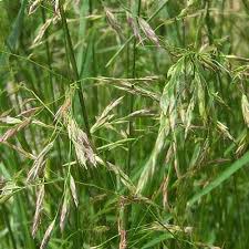 Image result for Festuca