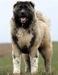 Devido a postura dos dois grandes mostros. What Will A Rottweiler Caucasian Ovcharka Cross Be Like Temperament Wise Quora