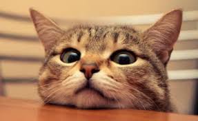 Simak tafsir mimpi dan arti mimpi kucing, secara umum mimpi melihat dalam primbon jawa, mimpi sering kali dianggap sebagai cara alam berkomunikasi dengan kita mengenai masa depan. Tafsir Arti Mimpi Kucing Masuk Rumah Menurut Islam Dan Primbon Dunia Kedutan