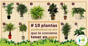 Tutte le piante in qualche modo aiutano a. 10 Piante Che Purificano L Aria Di Casa Eliminando Sostanze Tossiche Ed Energie Negative Rimedio Naturale
