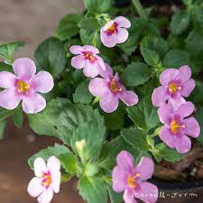 Image result for Bacopa