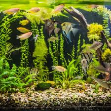 Menjaga kesehatan mata saat di depan komputer. Inilah 10 Aksesori Akuarium Ikan Hias Yang Bisa Mempercantik Akuarium Kamu Di Rumah