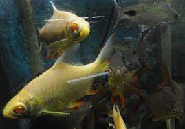 Dayton Aquarium Business Sells Fish From Around The World