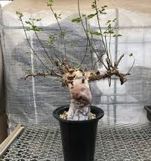 Image result for Commiphora angolensis