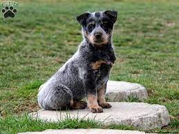 Cattle Dog Pup Blue Heeler Puppies Heeler Puppies Australian Cattle Dog Puppy
