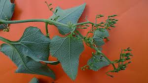 Image result for Cayaponia