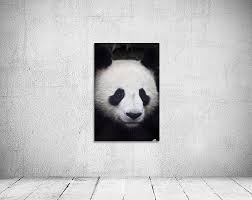 Image result for Panda oleosa
