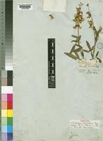 Image result for Crotalaria trichotoma