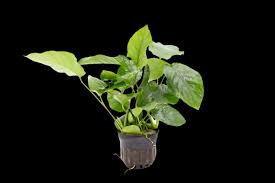 Image result for Astropanax barteri