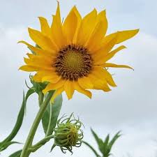 Happy Yellow Wildflowers That Bloom ...