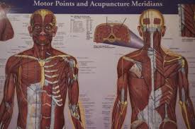 Understanding The Acupuncture Meridian Model Acupuncture