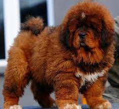 Tibetaanse Mastif Tibetan Mastiff Puppy Fluffy Dog Breeds Mastiff Puppies
