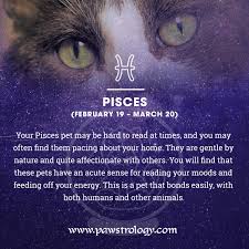 Pisces Zodiac Sign Card For Cats Pisces Pisces Zodiac Zodiac