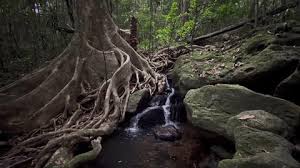 Image result for Canarium madagascariense