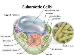 Plant cells have a cell wall and plastids like chloroplast which are absent in animal cells. Eukaryotic Cells What You Will Learn Identify The Different Parts Of A Eukaryotic Cell Explain The Function Of Each Part Of A Eukaryotic Cell Ppt Video Online Download