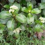 Image result for Psychotria succulenta