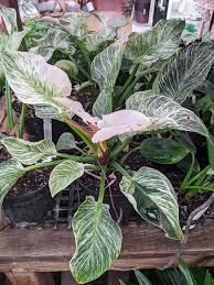 Philodendrons are generally forgiving and will tolerate all kinds of neglect including low light, poor soil, and inconsistent watering. How To Care For Your Beautiful Philodendron Birkin