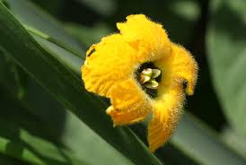 Image result for Momordica cardiospermoides