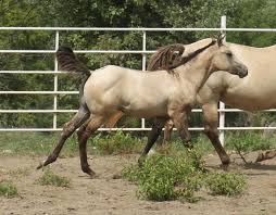 Image result for Light Buckskin 1990 Colt