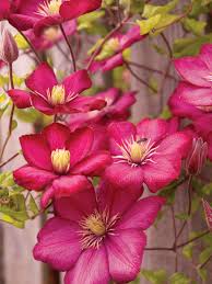 Usually ships within 6 to 10 days. Clematis Ernest Markham Gardenland Usa Improve Your Environment