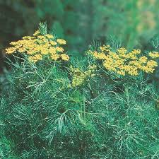 Image result for Anethum