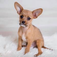 Dekalb county decatur, ga 30032 map it. Misfit Mutts Dog Rescue