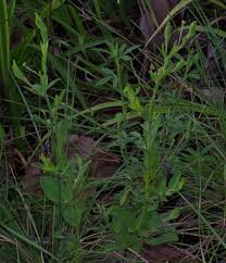 Image result for Stipularia