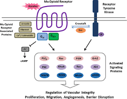 2 Mu Opioid Receptor Signaling In Endothelial Cells The Mu Opioid Download Scientific Diagram
